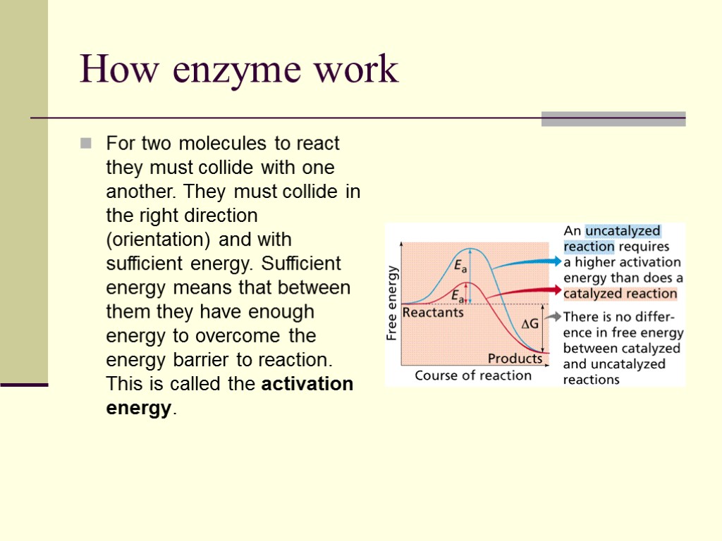 How enzyme work For two molecules to react they must collide with one another.